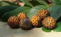 Dimocarpus didyma